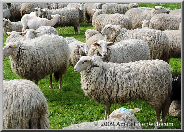 Schapen  Amstelveen