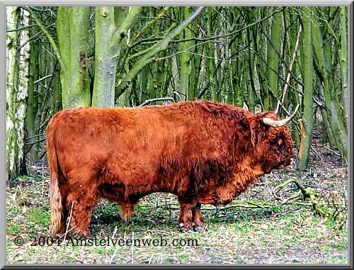 schotsehooglanderstier