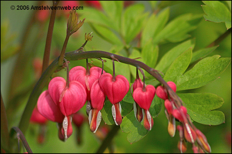 Bloem Amstelveen