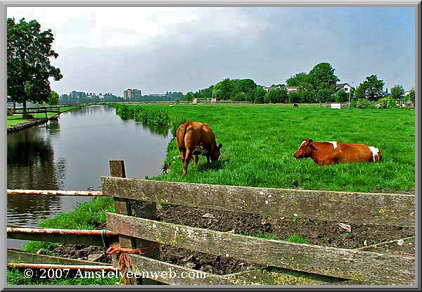 Koetjes Amstelveen