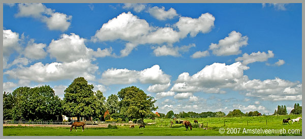 Polder paarden Amstelveen