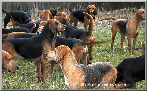 Honden Amstelveen