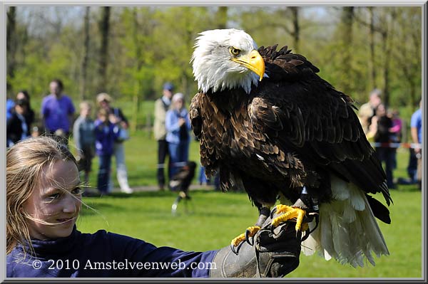 Elsenhove roofvogel Amstelveen