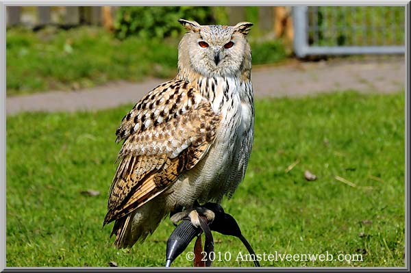 Elsenhove roofvogel Amstelveen