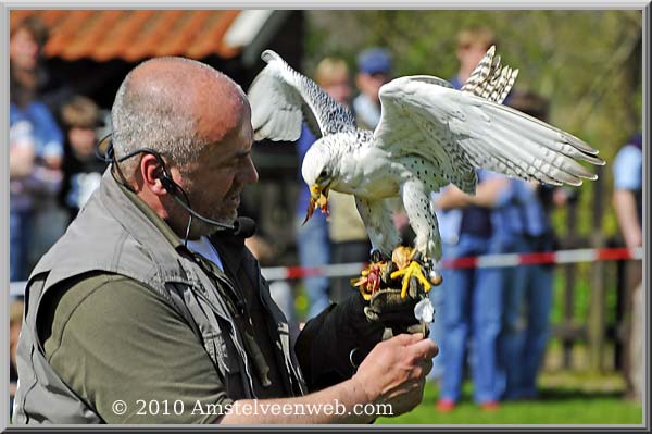 Elsenhove roofvogel Amstelveen