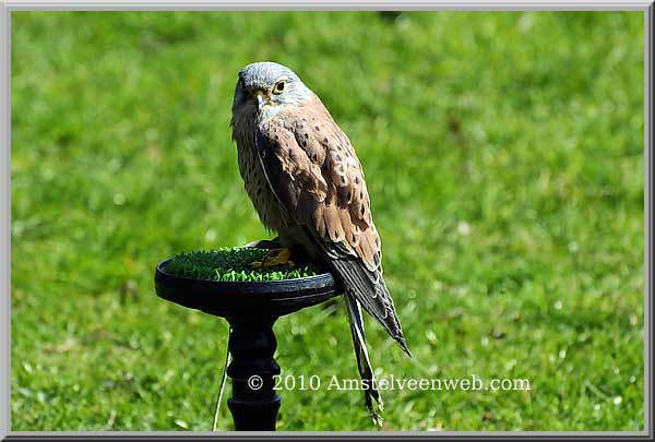 Elsenhove roofvogel Amstelveen