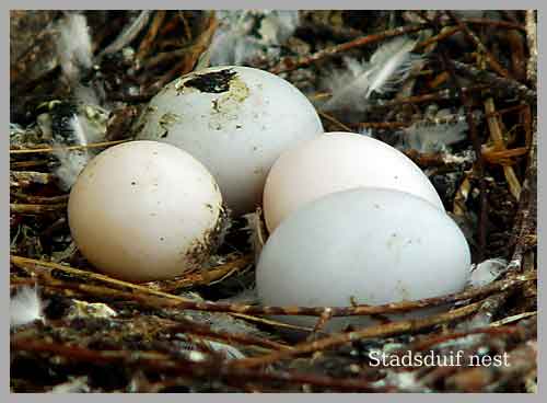 stadsduif nest Amstelveen