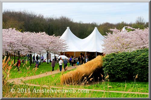 Cherry Blossom Amstelveen