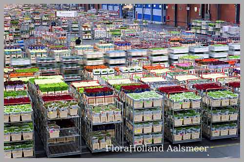 FloraHolland Amstelveen