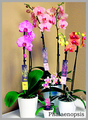 Phalaenopsis Amstelveen