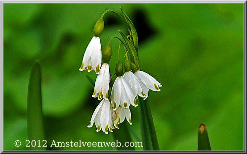 stinzen Amstelveen