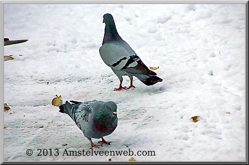 bommel Amstelveen