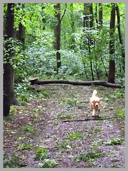 Foto Amstelveen