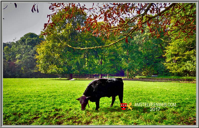 Foto Amstelveen